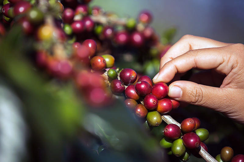 Murgana coffee production